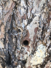 Insecta