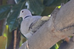 Streptopelia decaocto