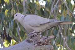 Streptopelia decaocto