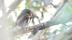 Glaucidium sanchezi