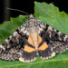 Oak Yellow Underwing - Photo (c) Paolo Mazzei, some rights reserved (CC BY-NC), uploaded by Paolo Mazzei