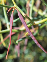Acacia aciphylla