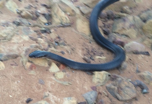 Boiruna sertaneja