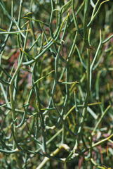 Acacia aciphylla