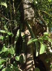 Selenicereus ocamponis