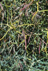 Acacia aciphylla