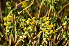 Sedum dendroideum