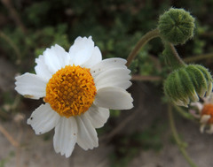Perityle crassifolia robusta