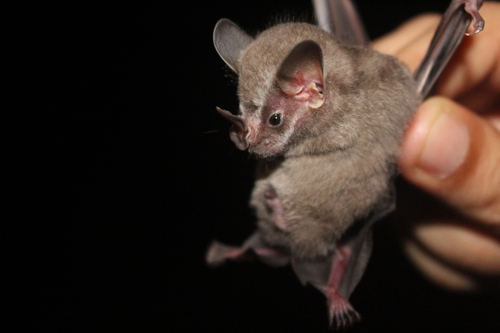 Thomas's Fruit-eating Bat (Dermanura watsoni)