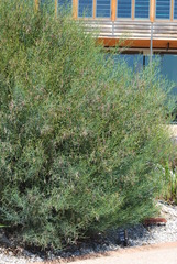 Acacia aciphylla