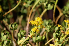 Sedum dendroideum