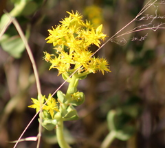 Sedum dendroideum