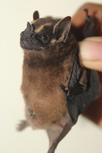 Velvety Fruit-eating Bat