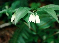 Prosartes smithii
