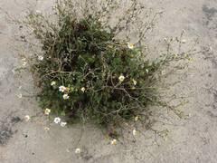Perityle crassifolia robusta