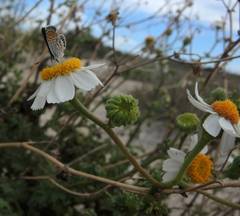 Perityle crassifolia robusta