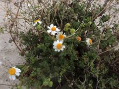 Perityle crassifolia robusta