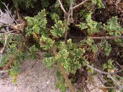 Perityle crassifolia robusta