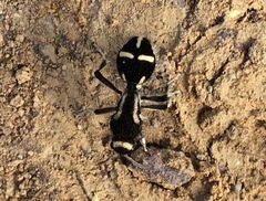 Traumatomutilla indica