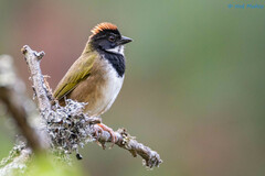 Collared Towhee photo 1