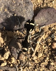 Traumatomutilla indica