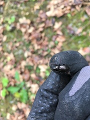 Pterostichus oblongopunctatus