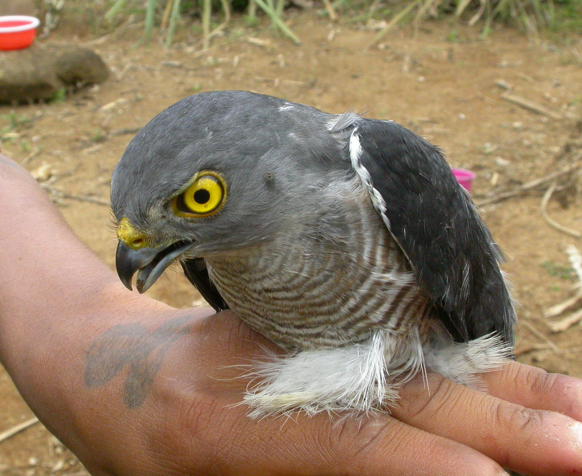 Frances's Sparrowhawk illustration