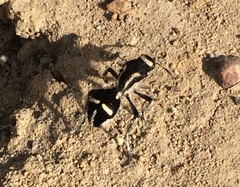 Traumatomutilla indica