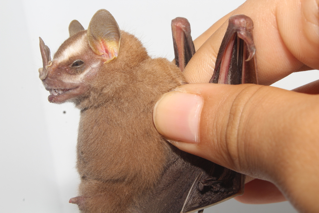 Heller's Broad-nosed Bat (Platyrrhinus helleri)