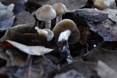 Meottomyces dissimulans