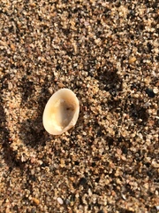 Gafrarium pectinatum