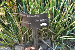 Acacia glaucoptera