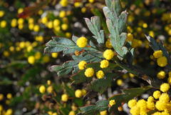 Acacia glaucoptera