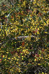 Acacia glaucoptera