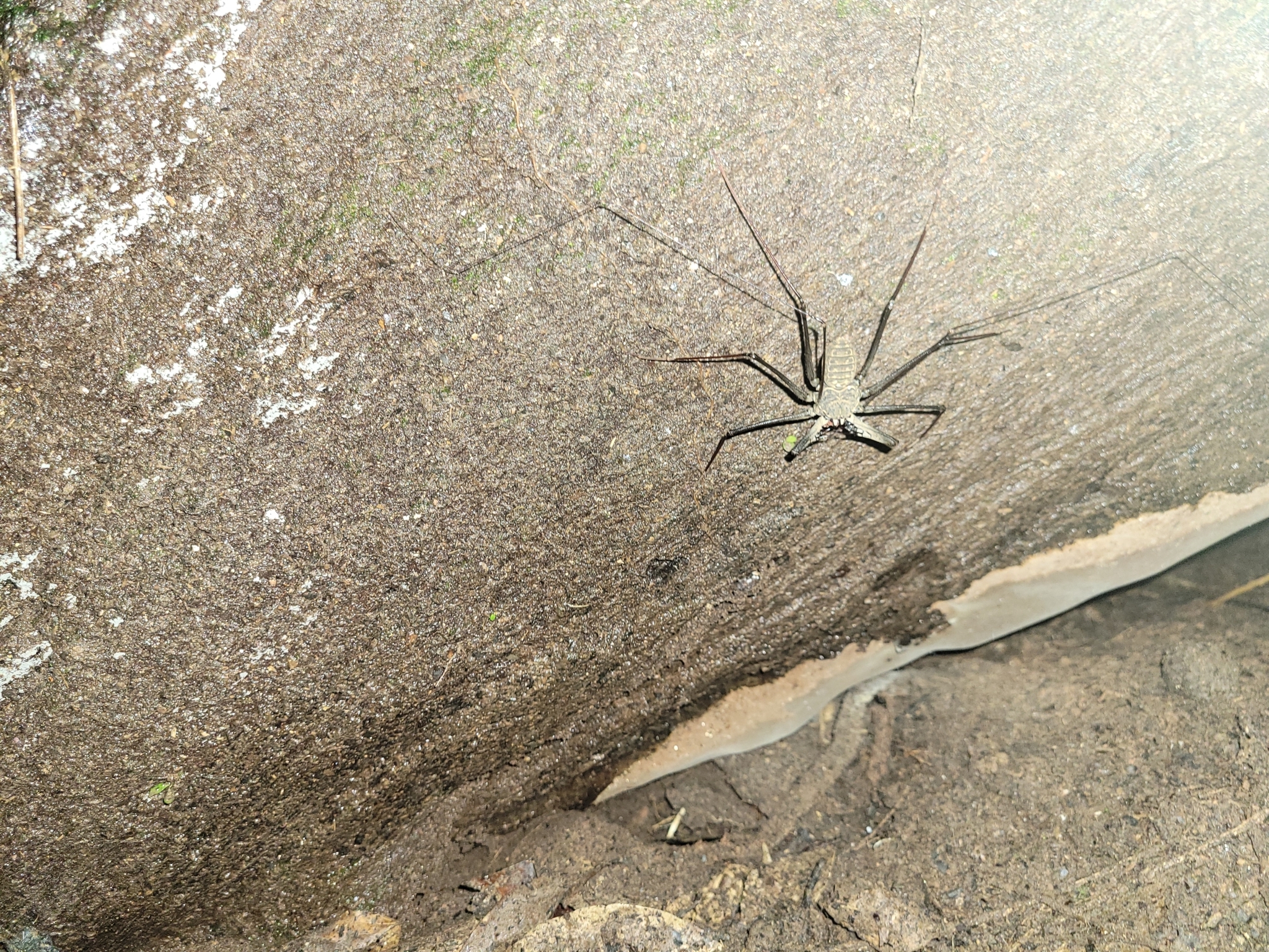 Heterophrynus batesii (Butler, 1873)