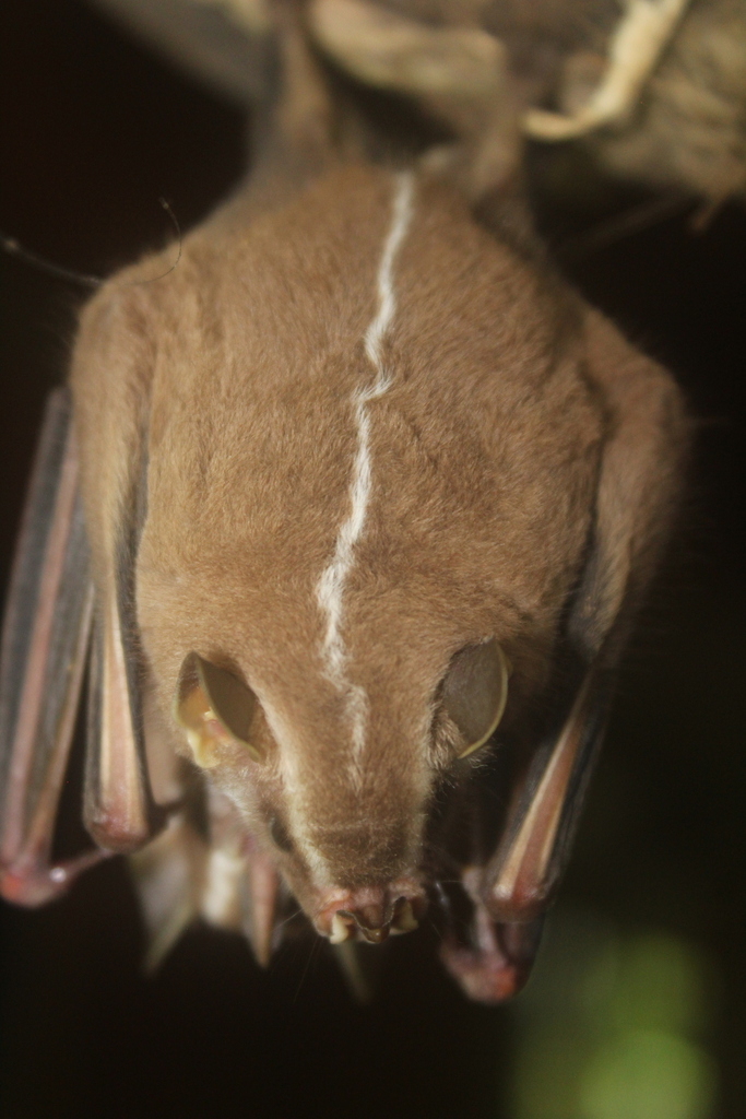 Heller's Broad-nosed Bat
