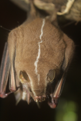Heller's Broad-nosed Bat