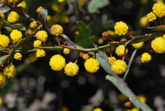 Acacia glaucoptera