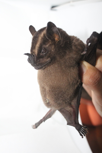 Greater Broad-nosed Bat