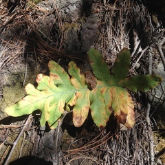 Phlebodium araneosum