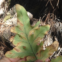 Phlebodium araneosum