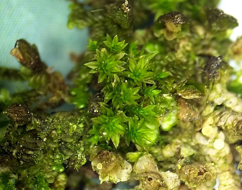 Zygodon conoideus
