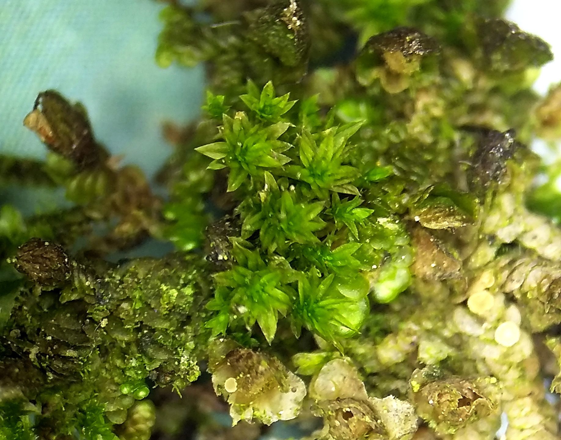 Zygodon conoideus