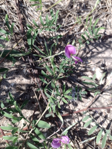 Image of Tephrosia cinerea by (c) Avery Fae, some rights reserved (CC BY)