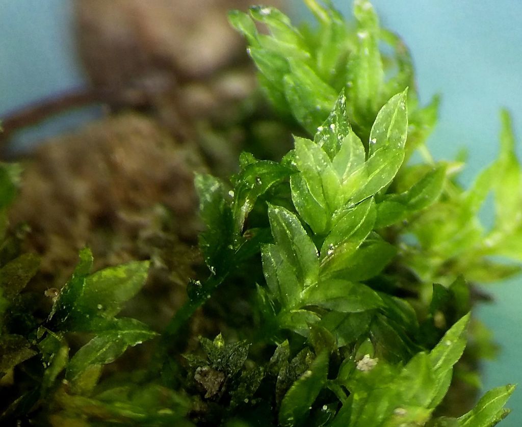 Green Pocket-moss
