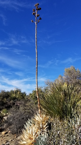 Agave deserti