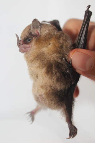 Luis's Yellow-shouldered Bat