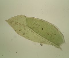 Fissidens viridulus