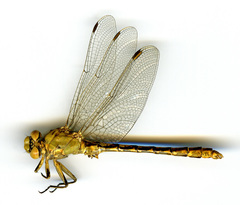 Ophiogomphus severus