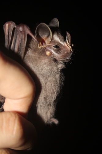 Pacific Tent-making Bat